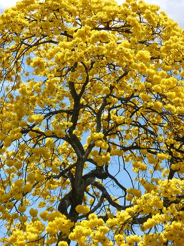 2729718539_60c8c1b987